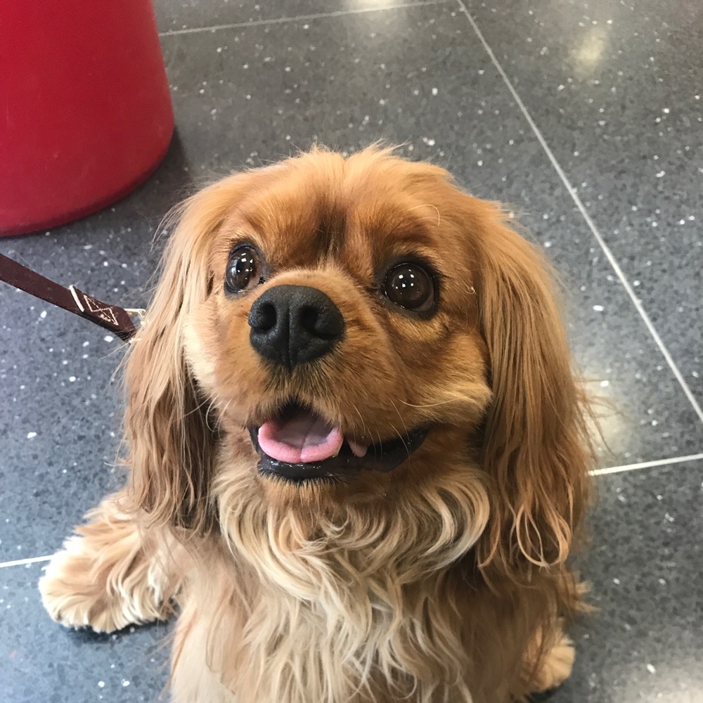 Meet your Posher, Lilly